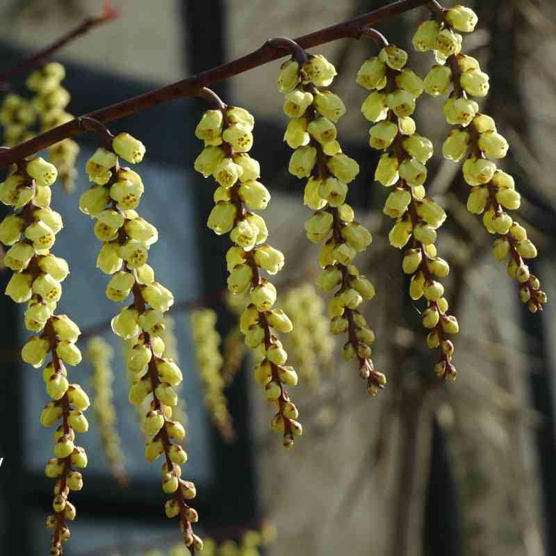 Stachyurus chinensis 'Celina' Stachyurus chinensis 'Celina'
