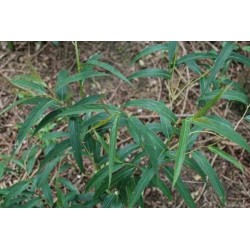 Stachyurus salicifolius