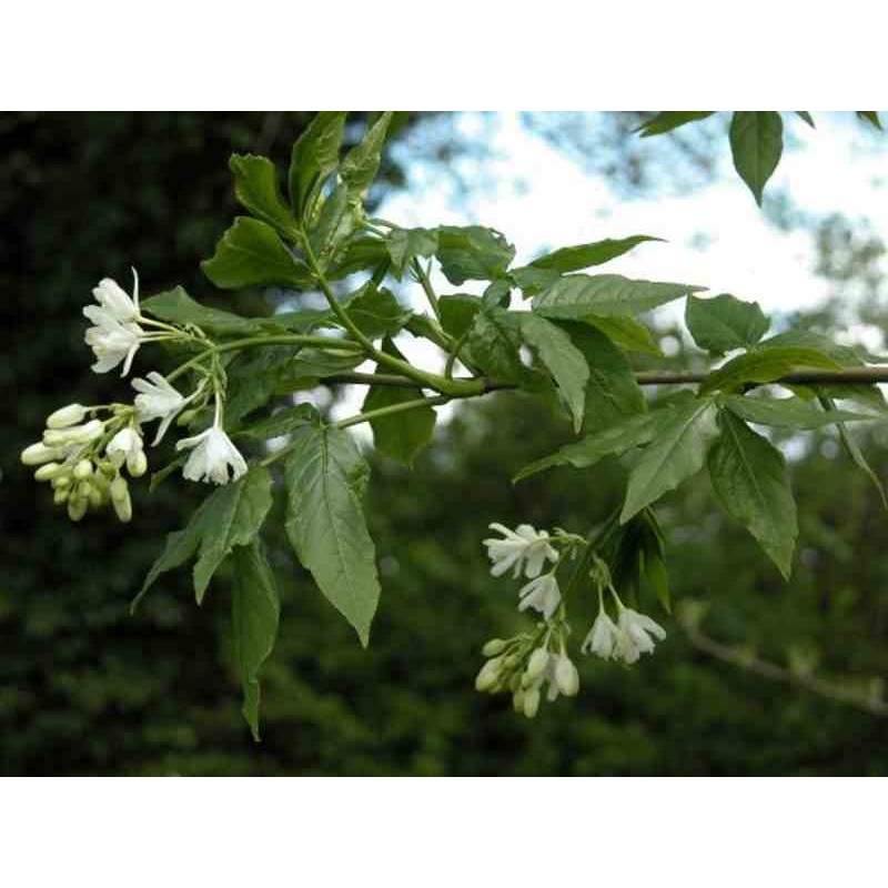 Staphylea colchica