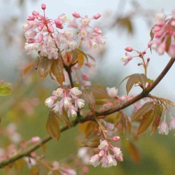 Staphylea holocarpa 'Rosea'