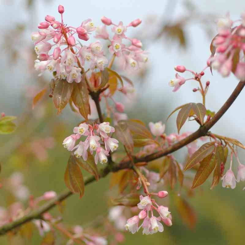 Staphylea holocarpa 'Rosea' Staphylea holocarpa 'Rosea'
