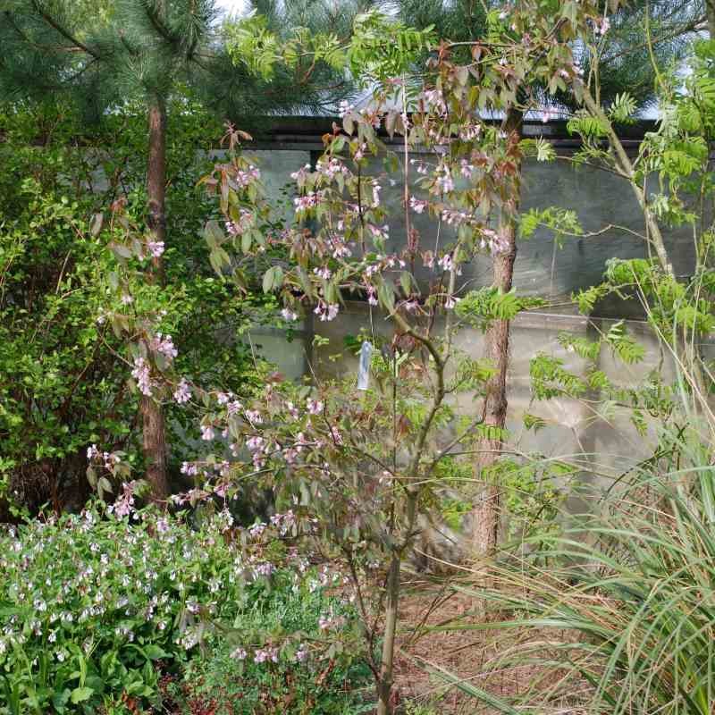 Staphylea holocarpa 'Rosea'