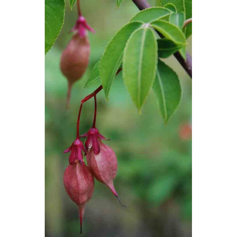 Staphylea holocarpa 'Rosea'