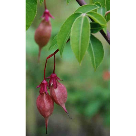 Staphylea holocarpa 'Rosea' Staphylea holocarpa 'Rosea'