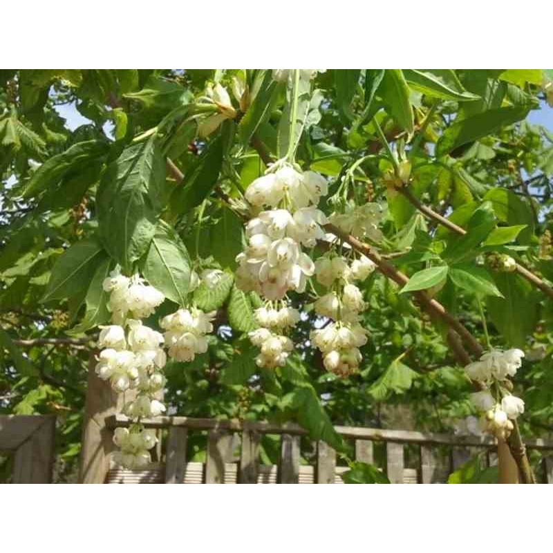 Staphylea pinnata Staphylea pinnata