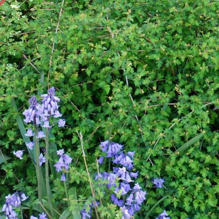 Stephanandra incisa 'Crispa' Stephanandra incisa 'Crispa'