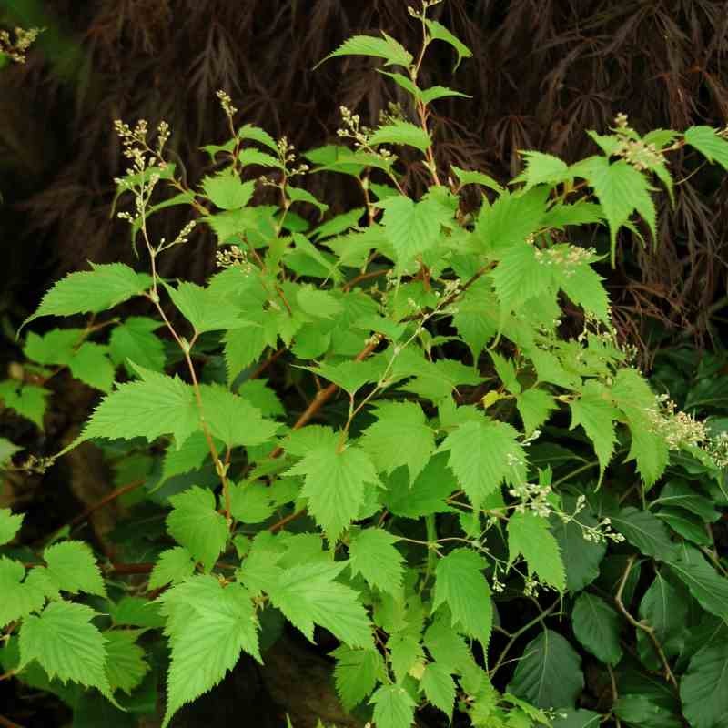 Stephanandra tanakae - green leaves in early summer