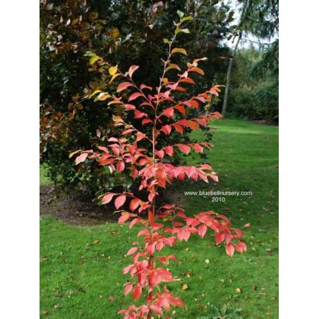 Stewartia pseudocamellia