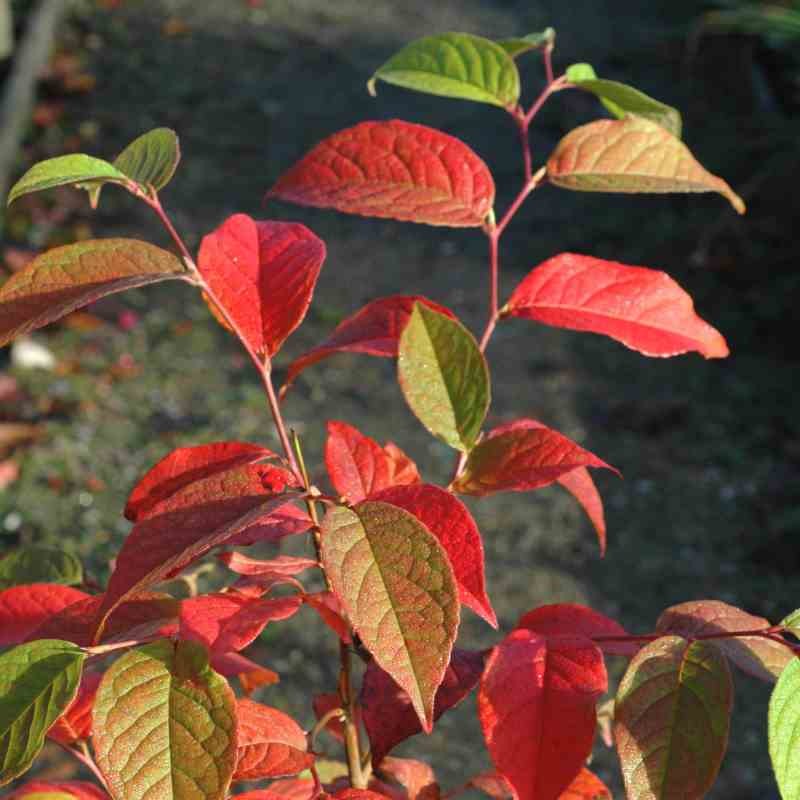 Stewartia pseudocamellia - autumn colour