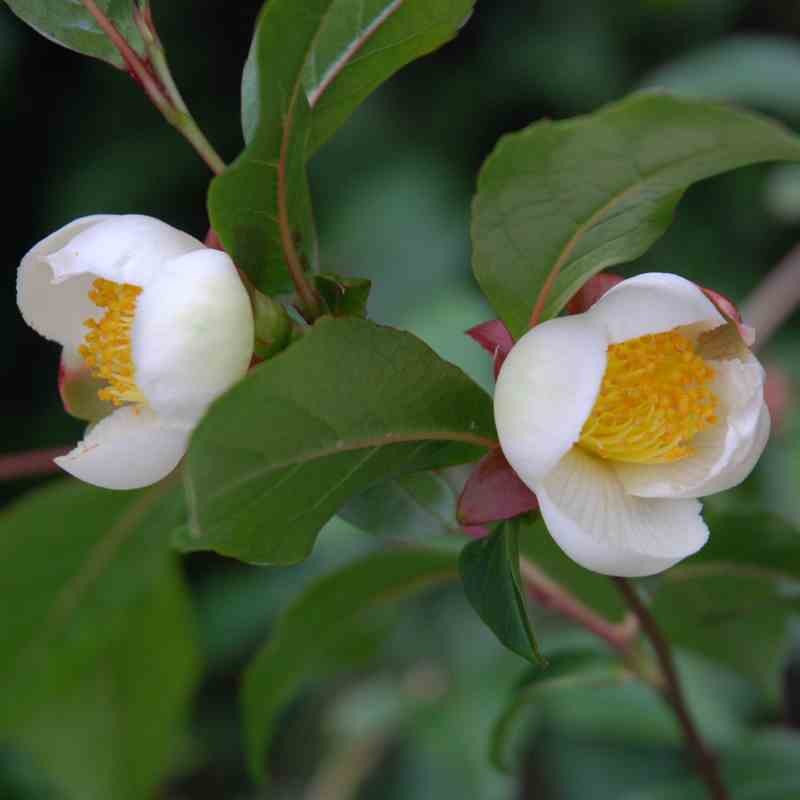Stewartia rostrata Stewartia rostrata