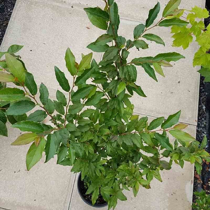 Stewartia serrata Stewartia serrata