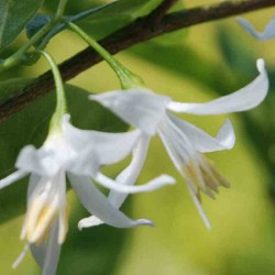 Styrax americanus