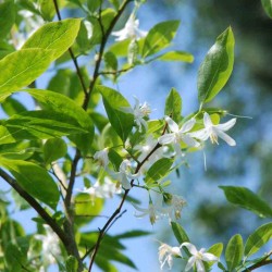 Styrax americanus