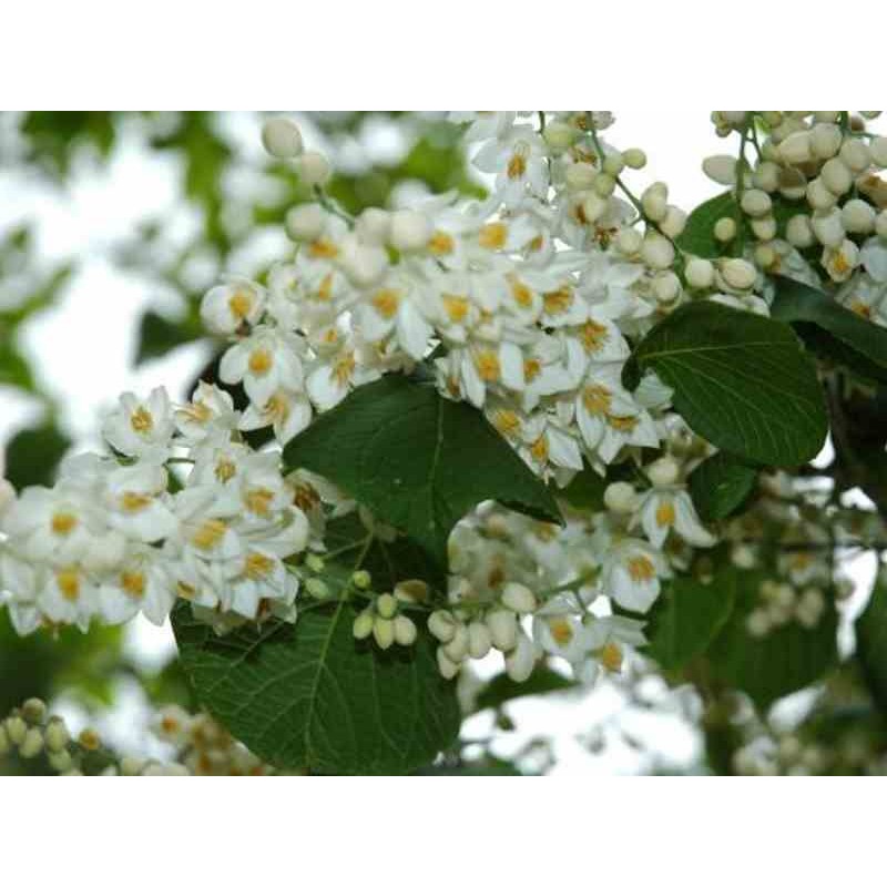 Styrax hemsleyana Styrax hemsleyana