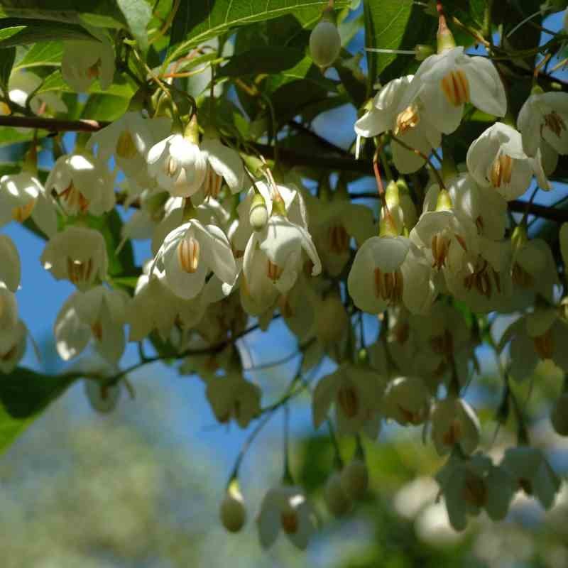 Styrax japonica