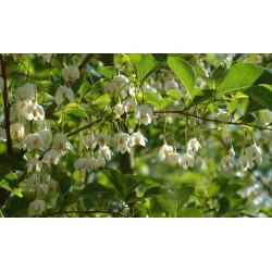 Styrax japonica