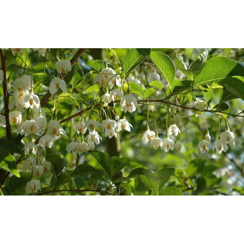 Styrax japonica