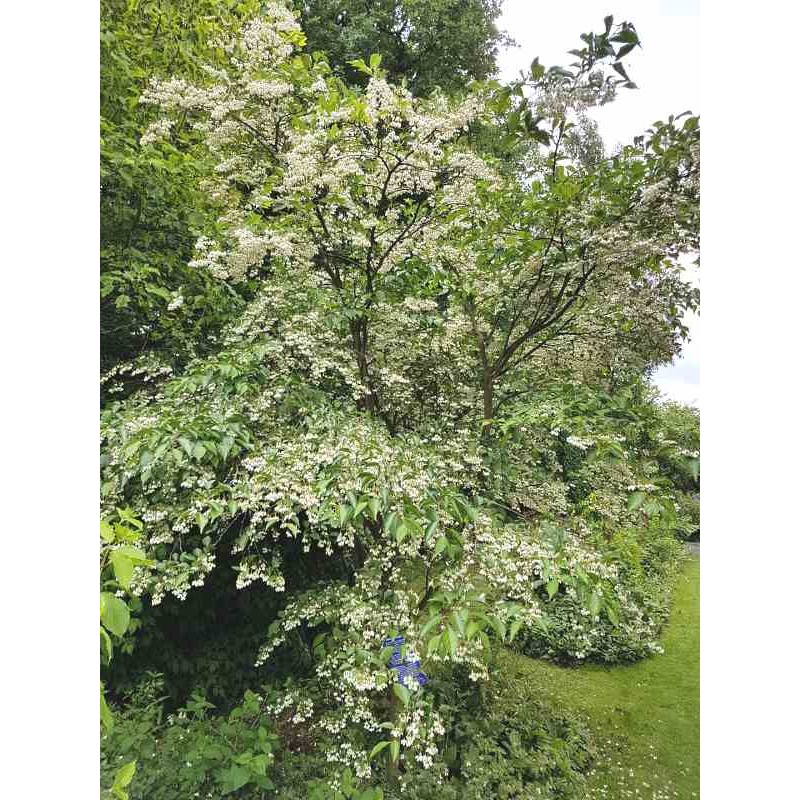 Styrax japonica