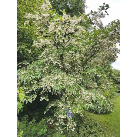Styrax japonica