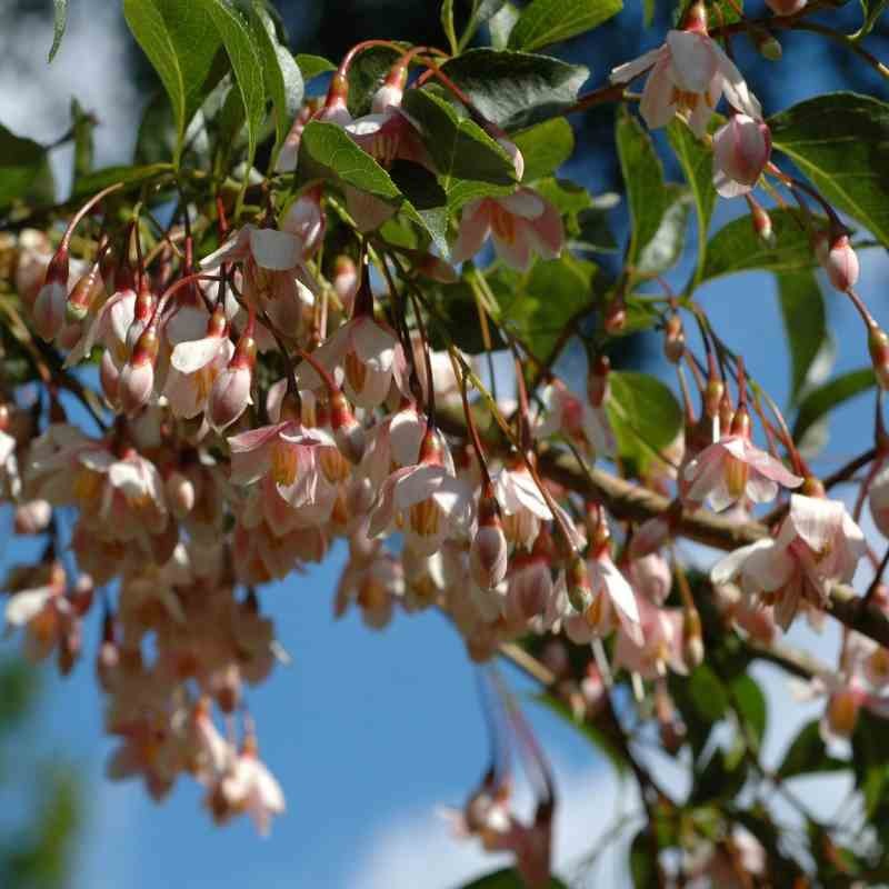 Styrax japonica 'Pink Chimes'