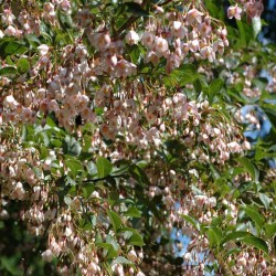 Styrax japonica 'Pink Chimes'