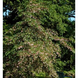 Styrax japonica 'Pink Chimes'