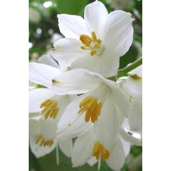 Styrax obassia