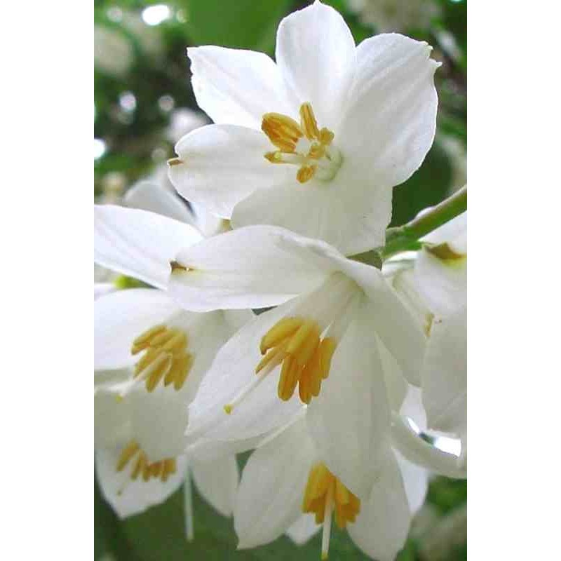 Styrax obassia