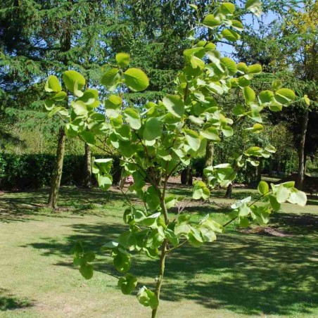Styrax obassia