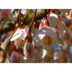 Styrax japonica 'Pink Snowbell'