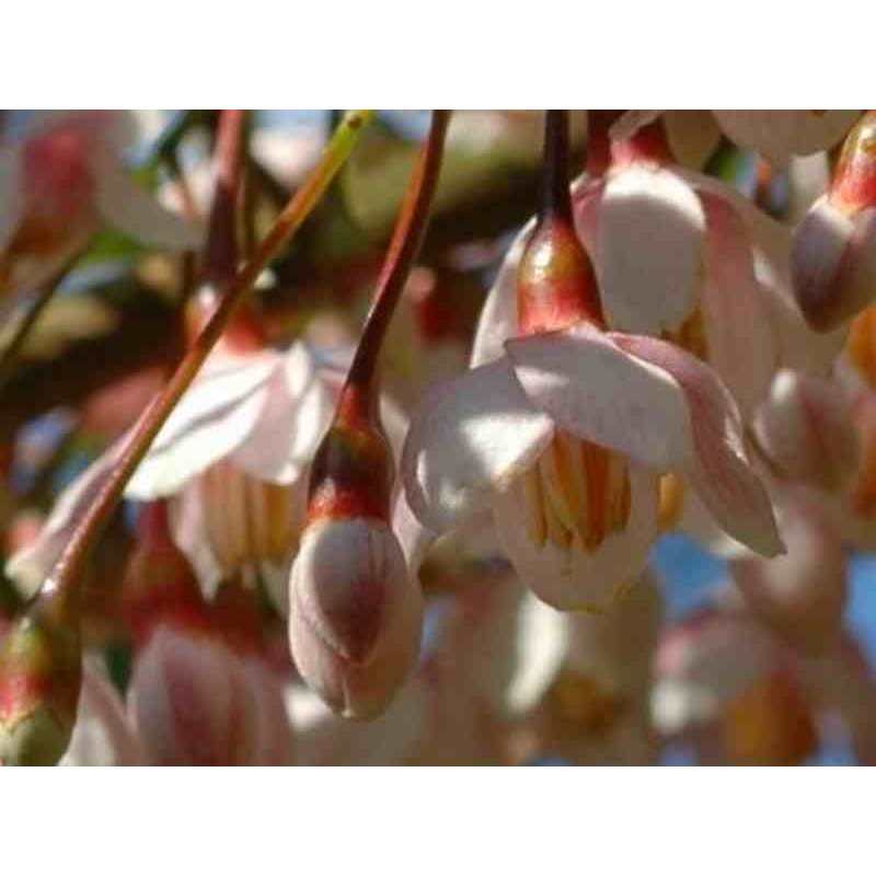 Styrax japonica 'Pink Snowbell' Styrax japonica 'Pink Snowbell'
