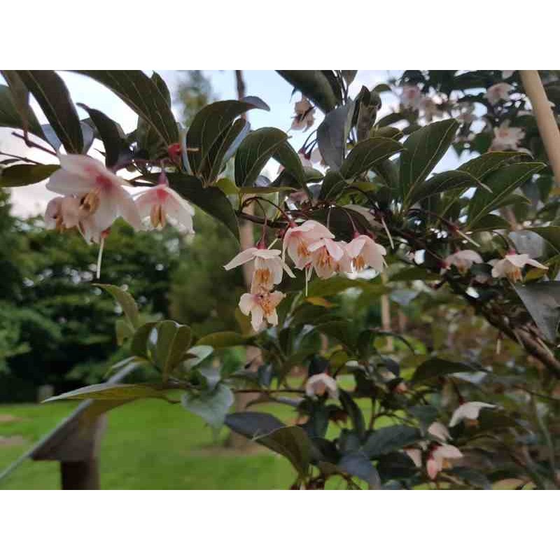 Styrax japonica 'Purple Dress' Styrax japonica 'Purple Dress'