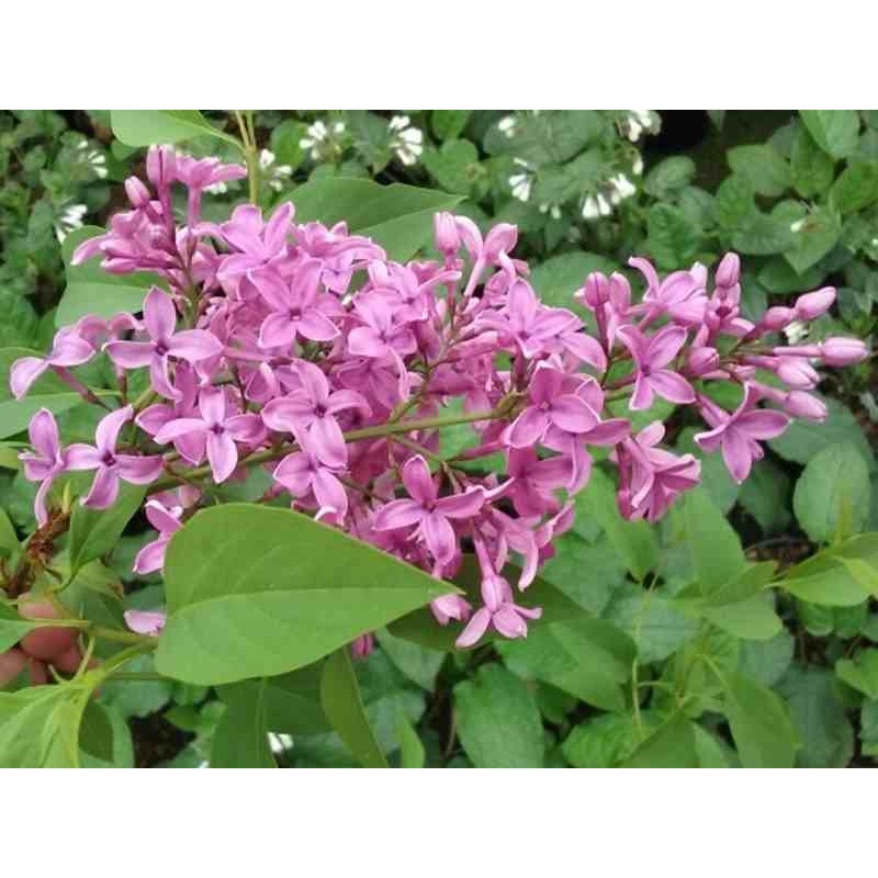 Syringa chinensis 'Saugeana' Syringa chinensis 'Saugeana'