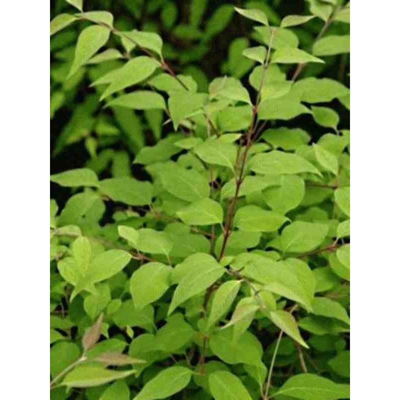 Syringa pekinensis 'China Snow' Syringa pekinensis 'China Snow'