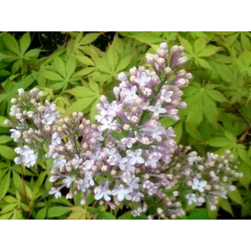 Syringa vulgaris 'Katherine Havemeyer'