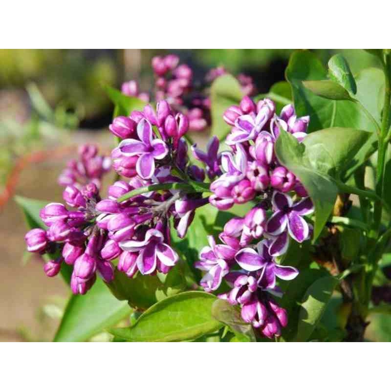 Syringa vulgaris 'Sensation'