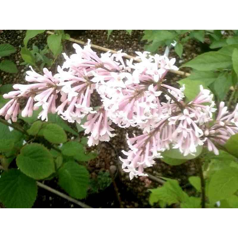Syringa wolfii Syringa wolfii