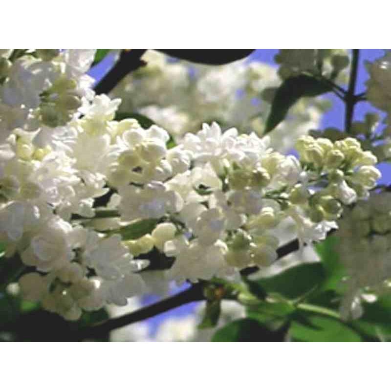 Syringa vulgaris 'Mme Lemoine'