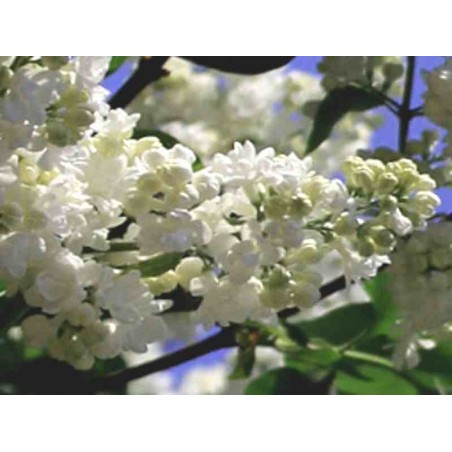 Syringa vulgaris 'Mme Lemoine' Syringa vulgaris 'Mme Lemoine'