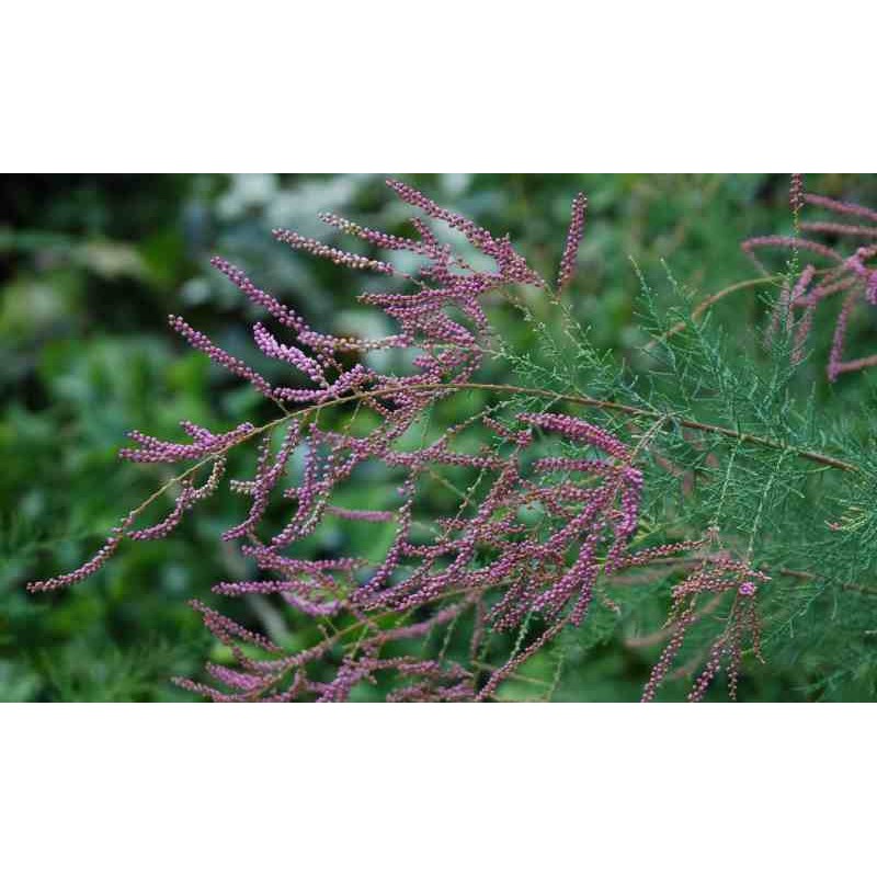 Tamarix ramosissima 'Pink Cascade'