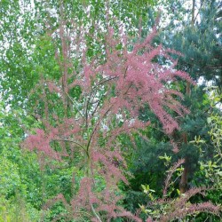 Tamarix tetrandra