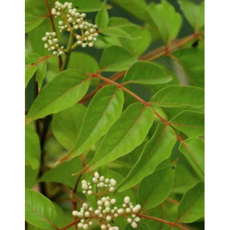 Tetradium daniellii Tetradium daniellii