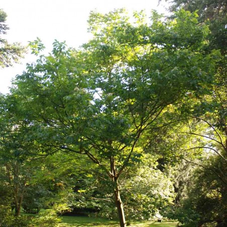 Tetradium daniellii Tetradium daniellii