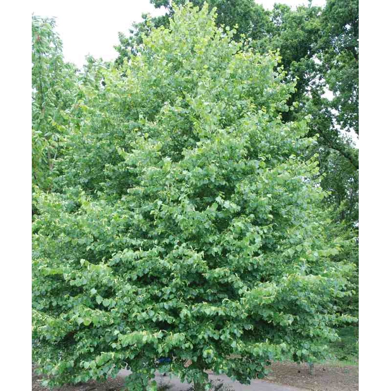 Tilia cordata (Bundle of 50 Plants)