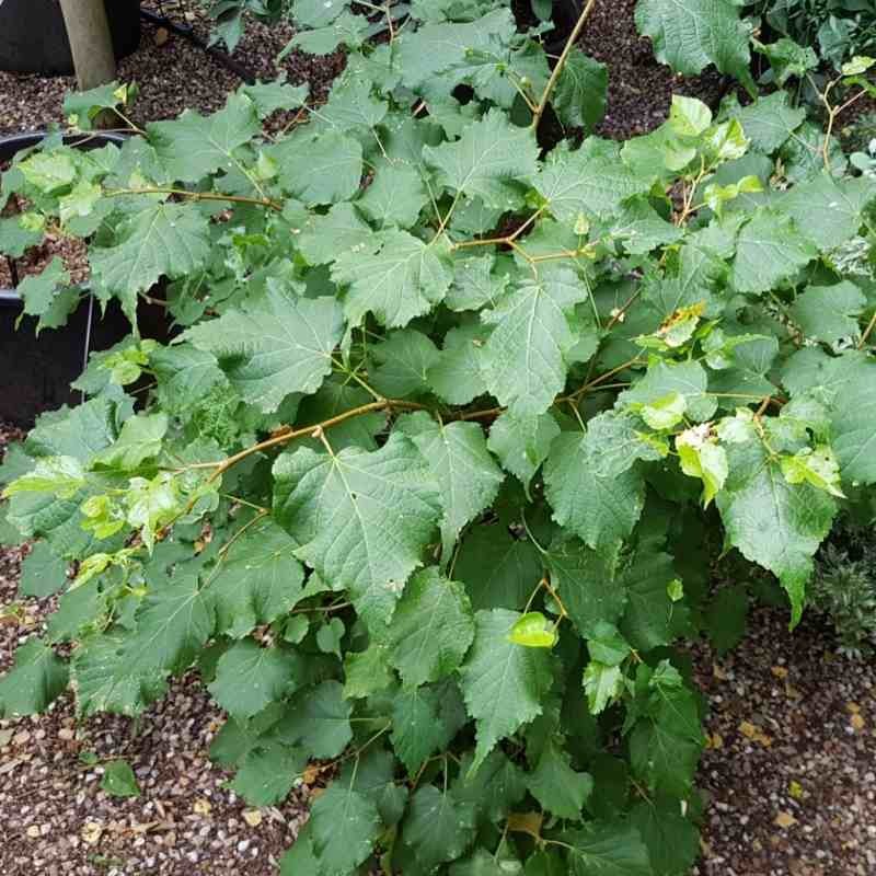 Tilia cordata 'Green Globe'