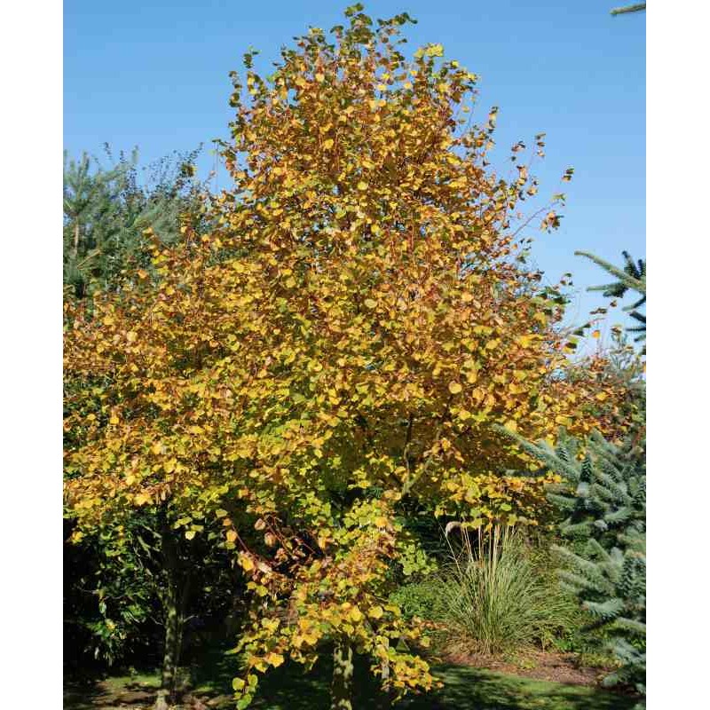 Tilia cordata 'Winter Orange'