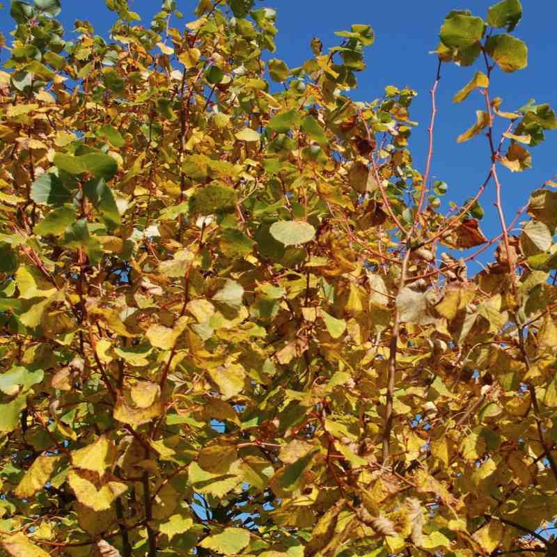 Tilia cordata 'Winter Orange'