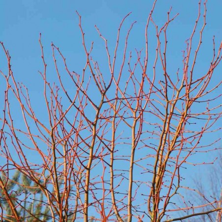 Tilia cordata 'Winter Orange'