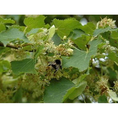 Tilia x 'Harold Hillier'