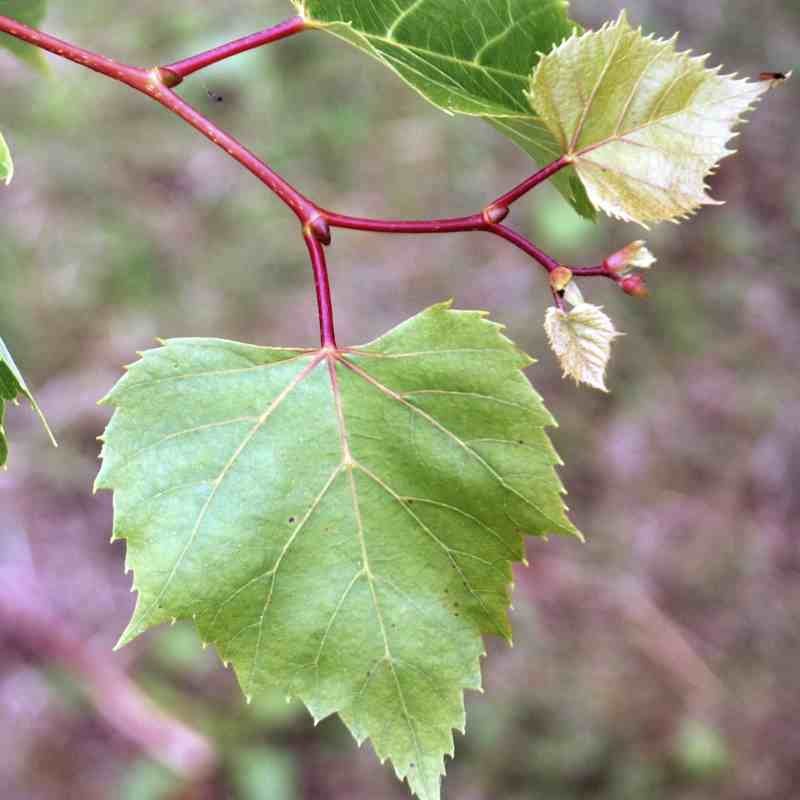 Tilia x 'Harold Hillier' Tilia x 'Harold Hillier'